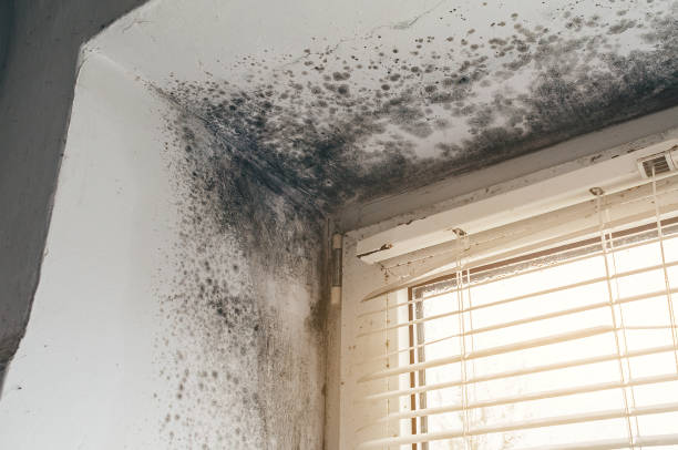 Affordable Mold Remediation solutions in Sunnyside, WA
